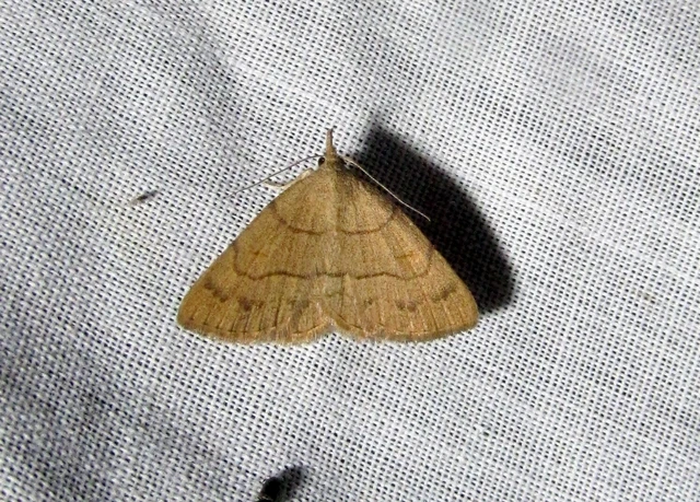 Paracolax tristalis - sárgás karcsúbagoly