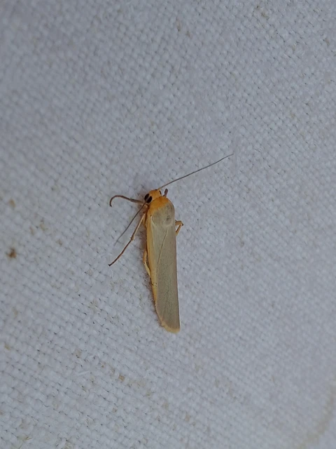 Eilema complana - közönséges zuzmószövő