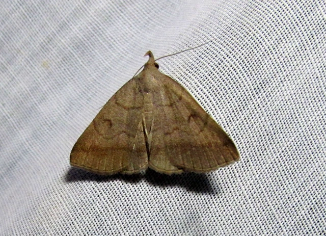 Zanclognatha lunalis - pelyheslábú karcsúbagoly