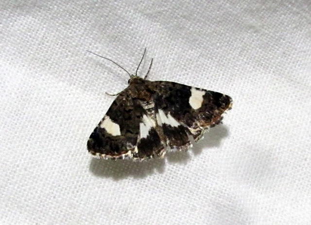 Tyta luctuosa - fekete nappalibagoly