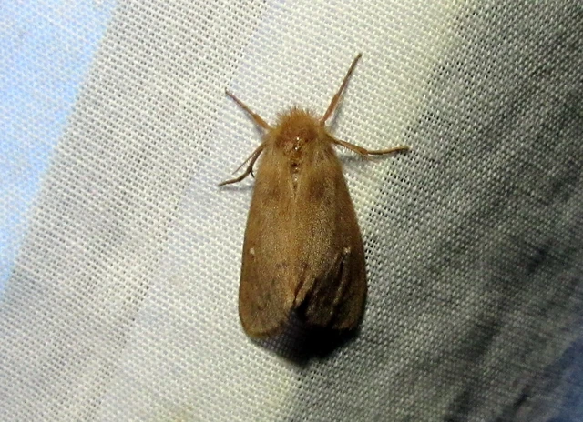 Ocneria rubea - rőt gyapjaslepke