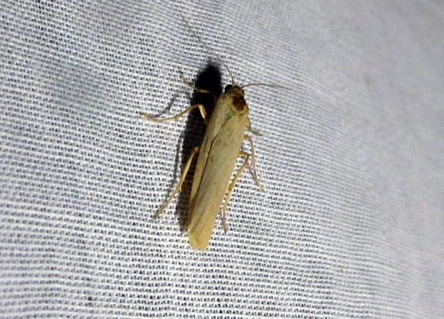 Eilema