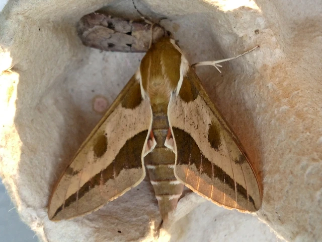 Hyles euphorbiae - kutyatejszender