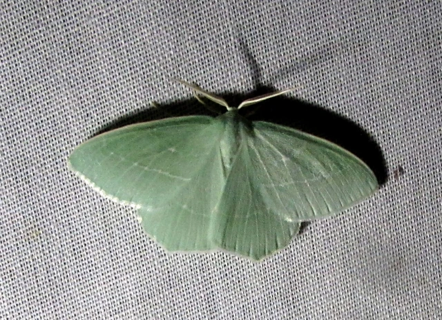 Hemistola chrysoprasaria - kékes zöldaraszoló