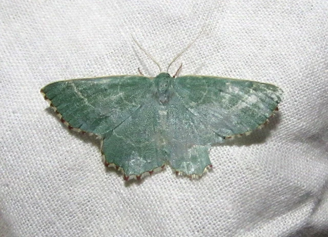 Thalera fimbrialis - csipkésszélű zöldaraszoló