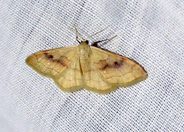 Idaea rubraria - vörössávos araszoló