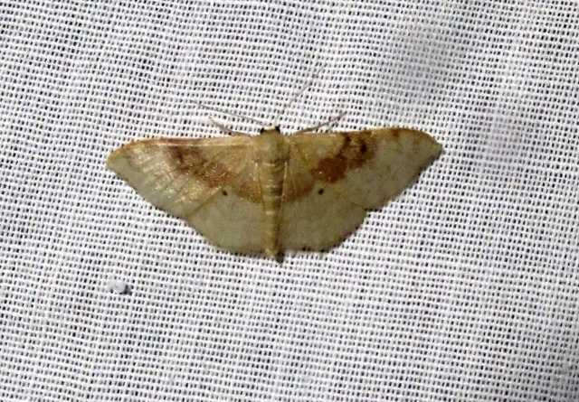 Idaea degeneraria - barnasávos araszoló