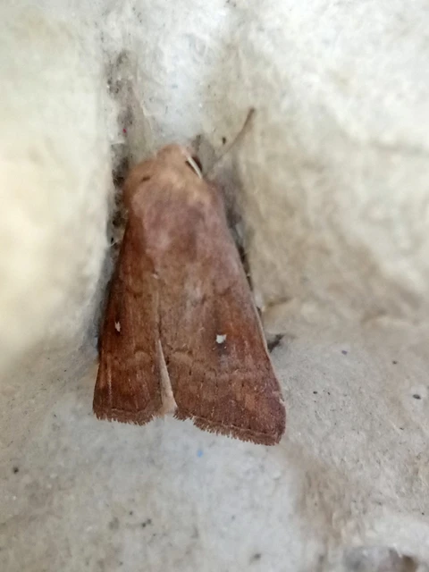 Mythimna albipuncta - fehérpettyes rétibagoly