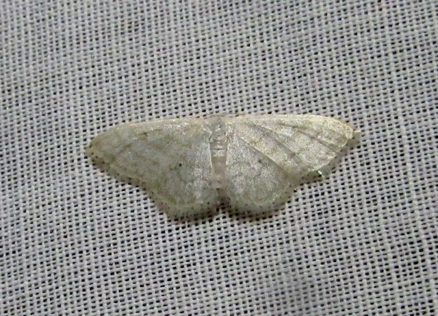 Idaea subsericeata - ötvonalas apróaraszoló