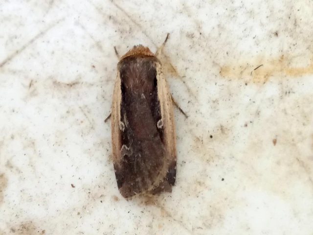 Ochropleura plecta - fehérszegélyű fűbagoly