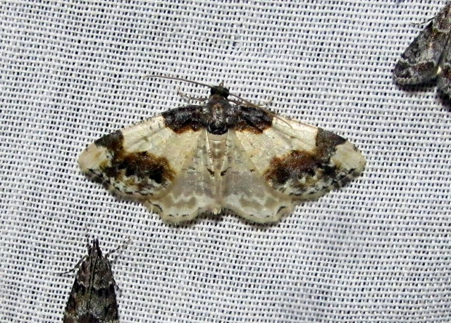 Ligdia adustata - barna levélaraszoló