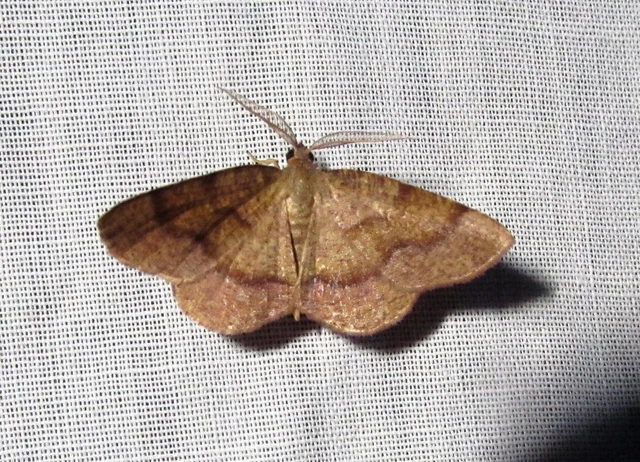 Plagodis pulveraria - szemcsés araszoló