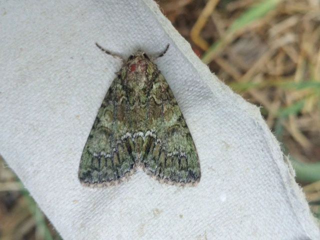 Polyphaenis sericata - selyemfényű erdeibagoly