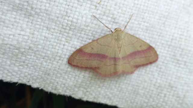 Rhodostrophia vibicaria - pirosszélű araszoló