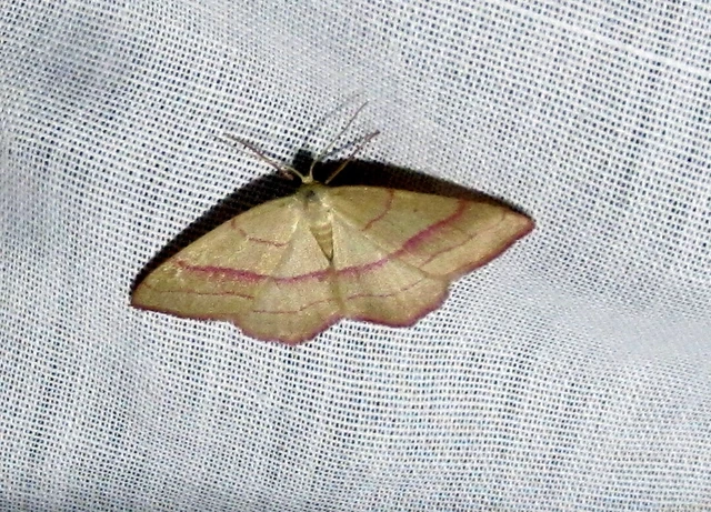 Rhodostrophia vibicaria - pirosszélű araszoló