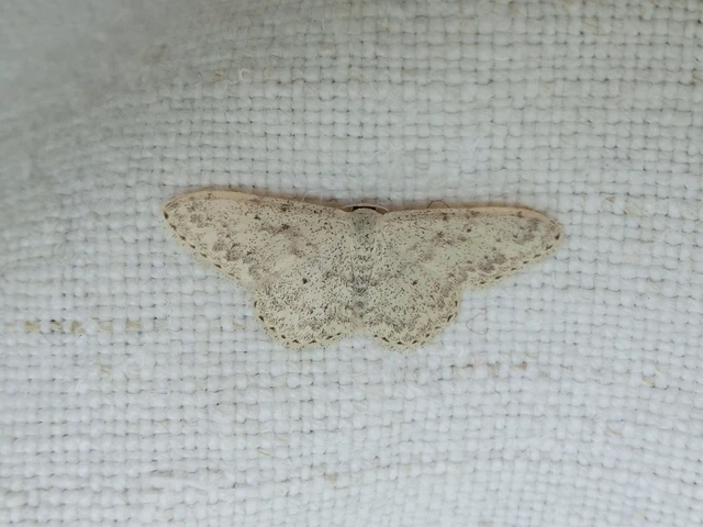 Scopula marginepunctata - pettyes sávosaraszoló