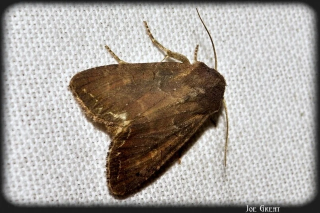 Lacanobia