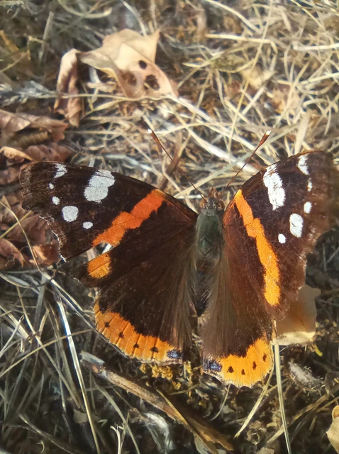 Vanessa atalanta - atalantalepke