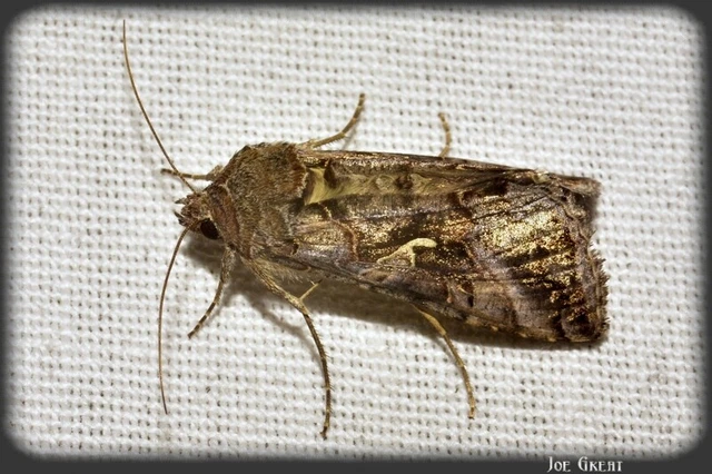 Autographa gamma - gammalepke