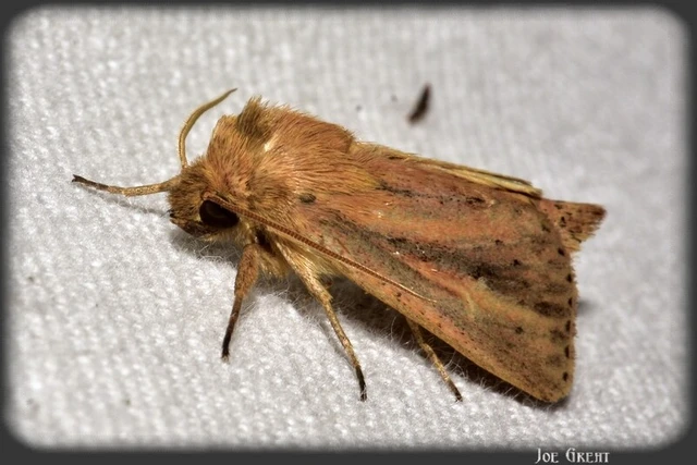 Globia sparganii - nagy nádibagoly