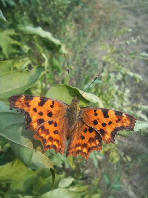 Nymphalis c-album - C-betűs lepke