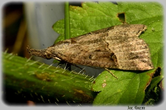 Hypena rostralis - közönséges karcsúbagoly