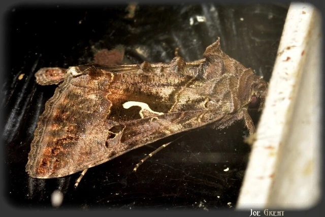 Autographa gamma - gammalepke