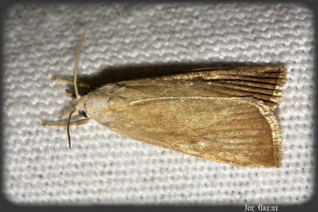 Microlepidoptera - Molylepkék