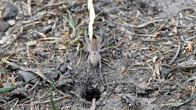 Araneae - Pókok Araneae - Pókok