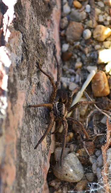 Araneae - Pókok Araneae - Pókok