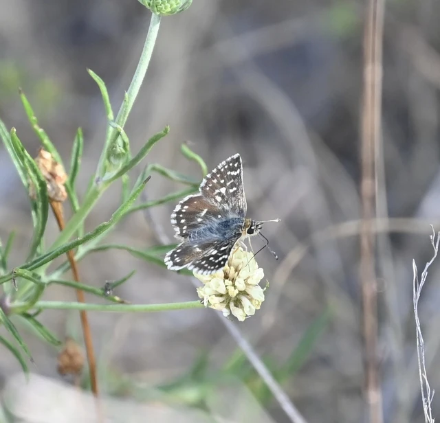 Spialia orbifer - törpe busalepke
