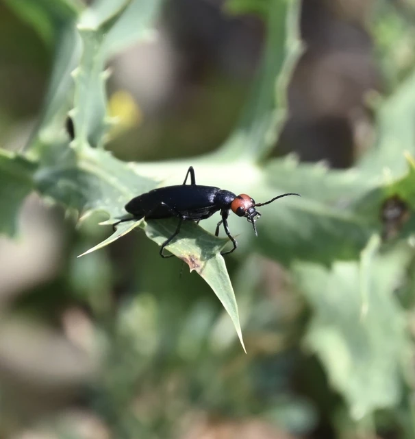 Coleoptera - Bogarak Coleoptera - Bogarak