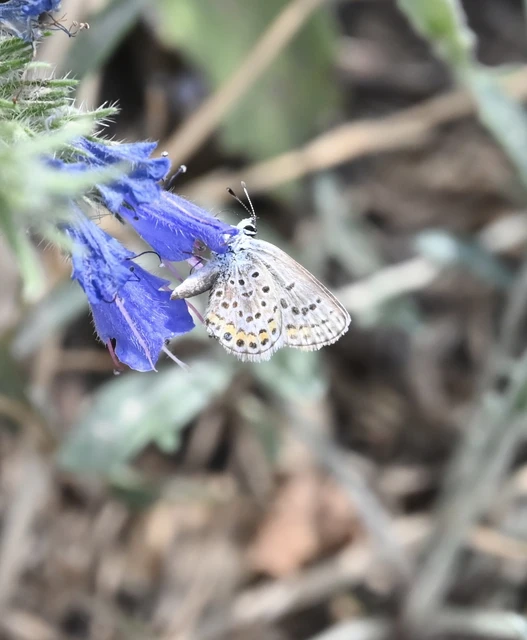 Plebejus argus - ezüstös boglárka Plebejus argus - ezüstös boglárka