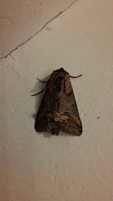 Abrostola triplasia - közönséges csalánbagoly