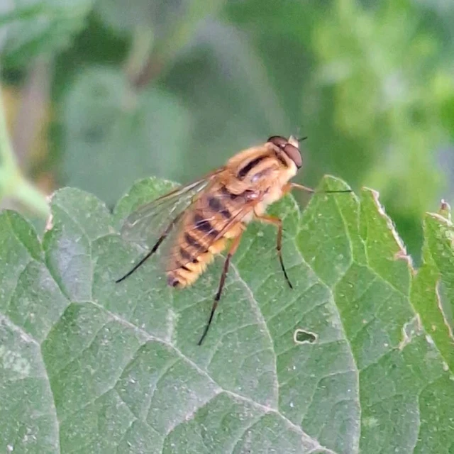 Diptera - Kétszárnyúak Diptera - Kétszárnyúak