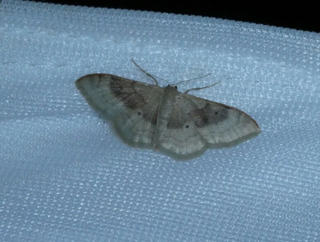 Idaea degeneraria - barnasávos araszoló