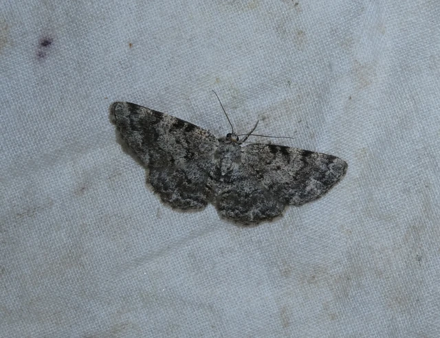 Aethalura punctulata - szürke égeraraszoló
