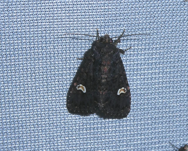Melanchra persicariae - fehérfoltos kertibagoly