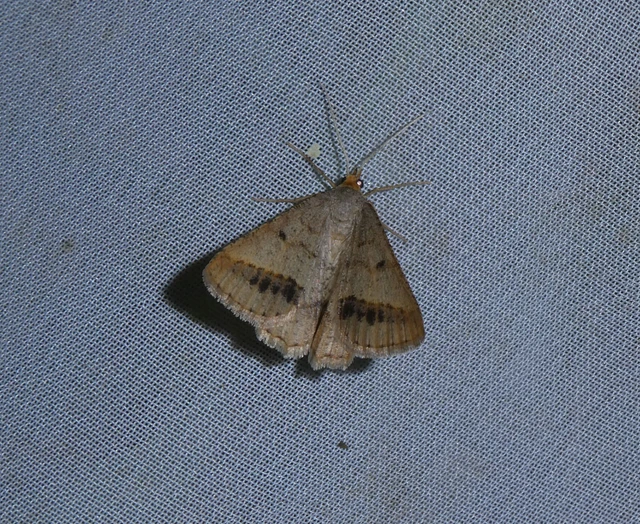 Tephrina arenacearia - lucerna-araszoló