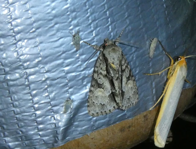 Acronicta strigosa - kis szigonyosbagoly