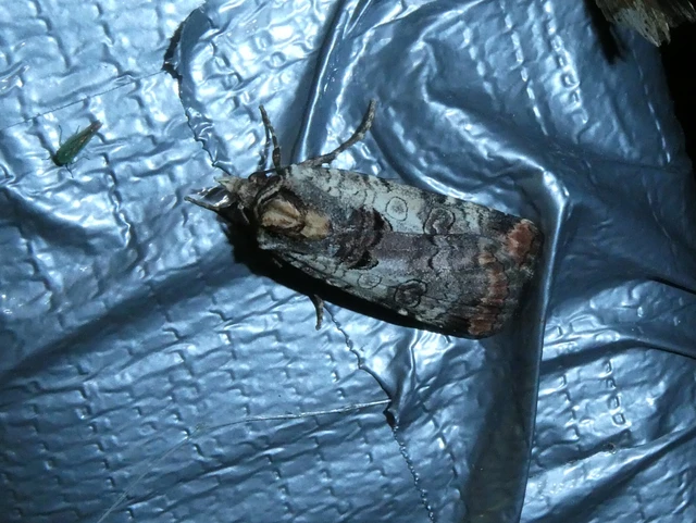Epilecta linogrisea - karcsú sárgafűbagoly