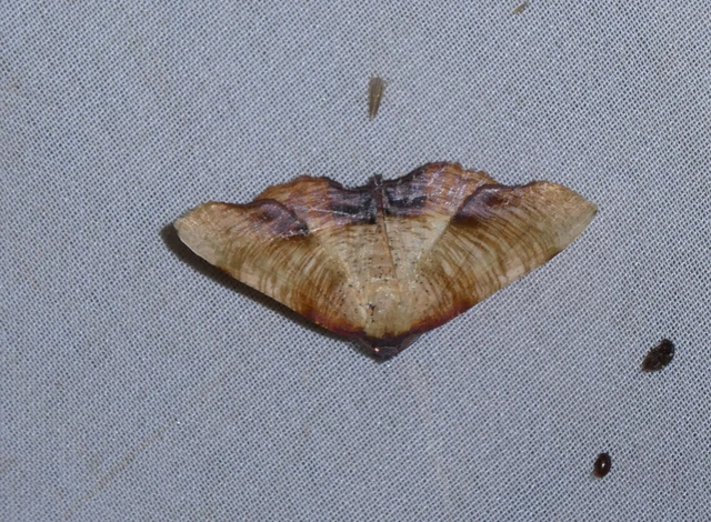 Plagodis dolabraria - baltaszárnyú araszoló