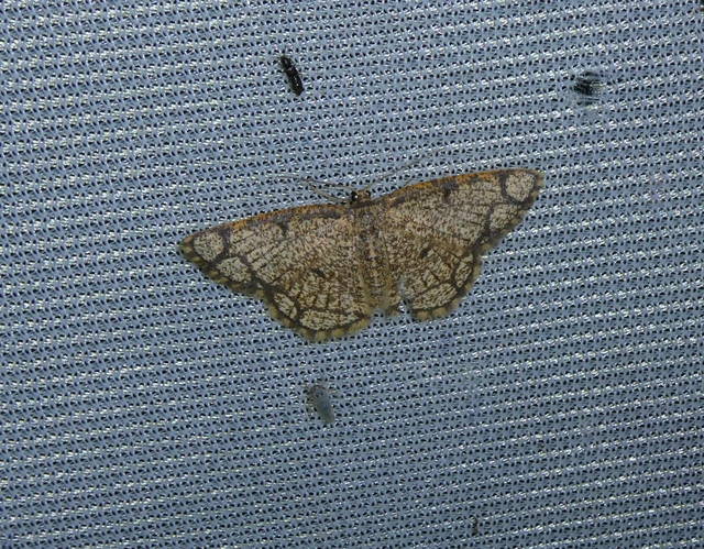 Stegania cararia - gyűrűs nyáraraszoló