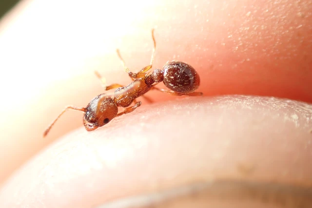 Myrmica scabrinodis - réti bütyköshangya