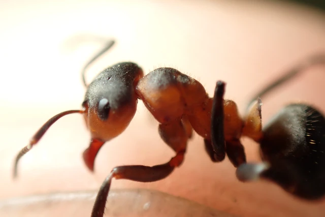 Formica pratensis - réti vöröshangya