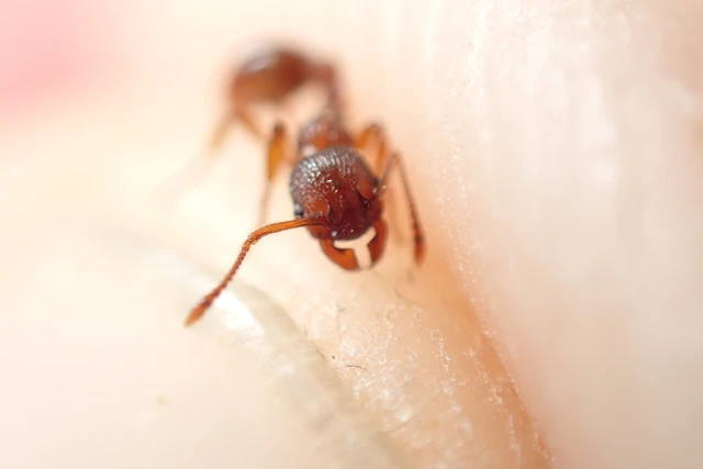 Myrmica sabuleti - gyakori bütyköshangya
