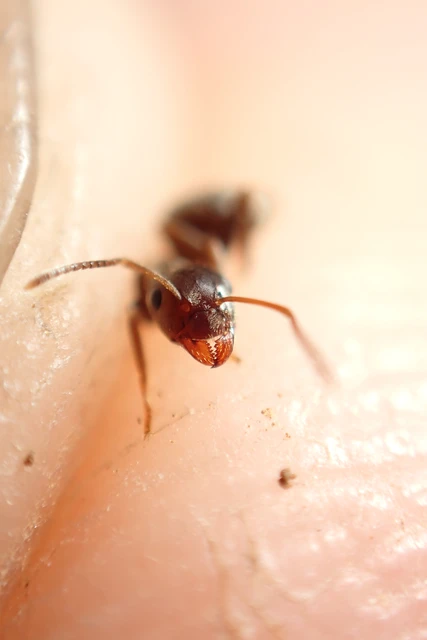 Lasius niger - közönséges feketehangya
