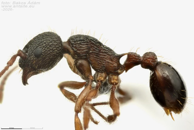 Myrmica schencki - kétszínű bütyköshangya