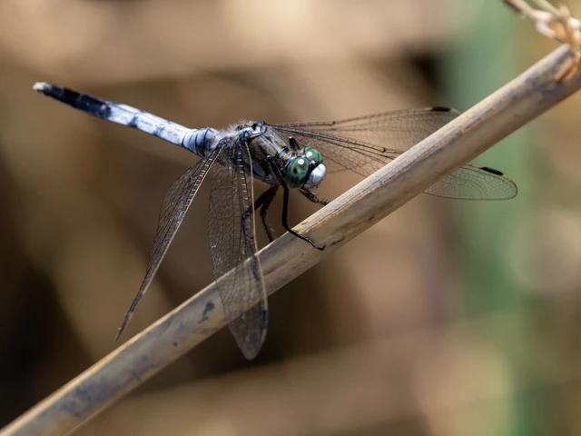 Orthetrum albistylum - fehérfarkú pásztorszitakötő Orthetrum albistylum - fehérfarkú pásztorszitakötő
