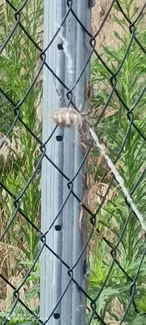 Araneae - Pókok Araneae - Pókok